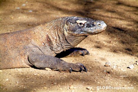 Postcard Komodo Dragon On Guard