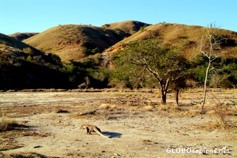 Postcard Komodo Dragon in the valley