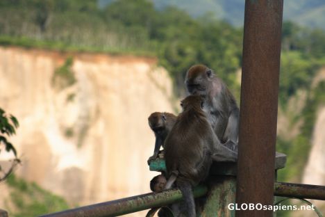 Postcard Macaque 2
