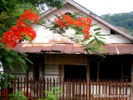 Postcard Old house, but what a flowers!