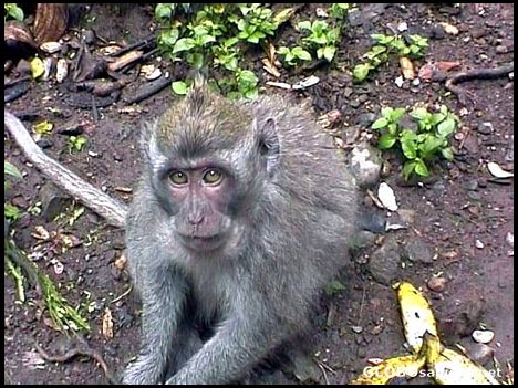 Postcard Monkey face