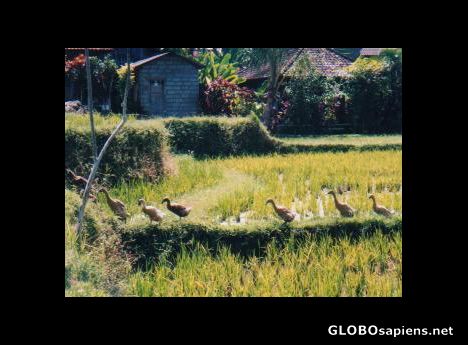Postcard Duck's Crossing