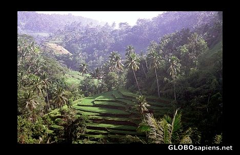 Postcard Sayan rice terraces, near Ubud