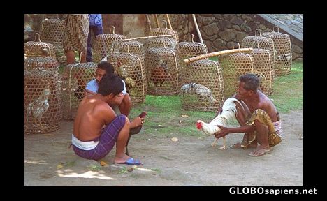 Postcard Cock fighting, Tengenan Bali Aga village
