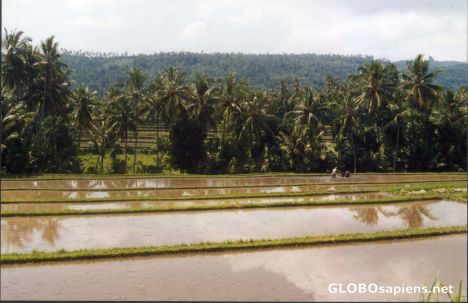 Postcard Ricefield