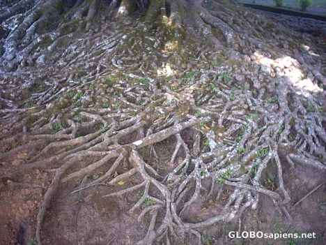Postcard Roots from figus benjamini