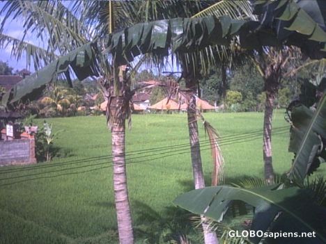Postcard Ubud