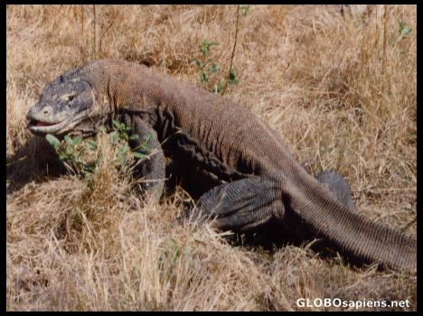 Postcard Komodo island