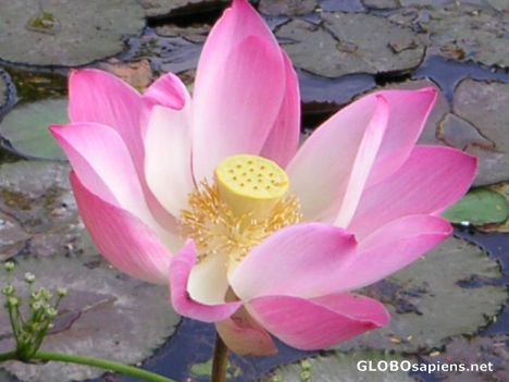 Postcard Lotus
