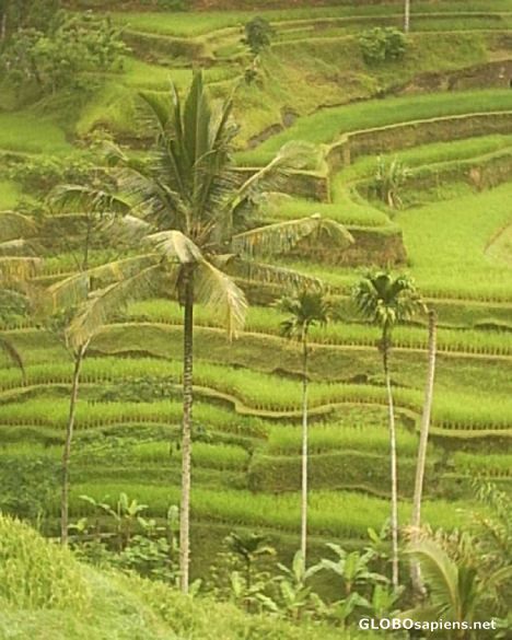 Postcard Ubud