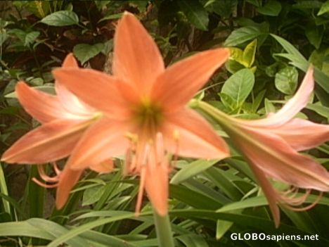 Postcard Amaryllis
