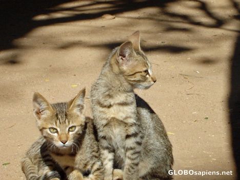 Postcard Cute cats!