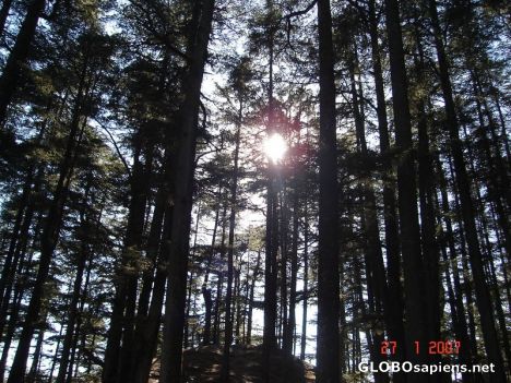 Postcard Pine trees at Naldehra
