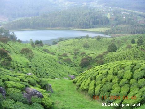 Postcard Tea gardens around a lake
