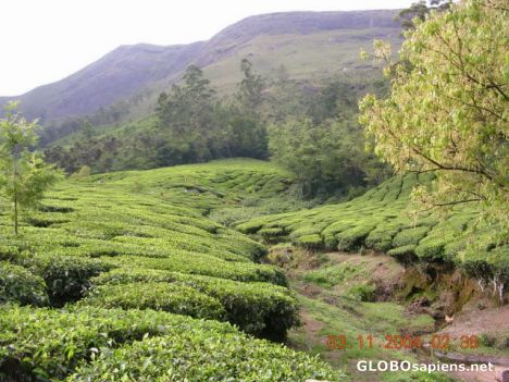 Postcard Munnar Tea Gardens