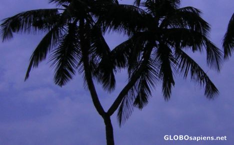 Postcard coconut tree..Branched!