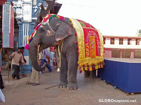 Postcard Udupi, Temple Elephant near temple tank