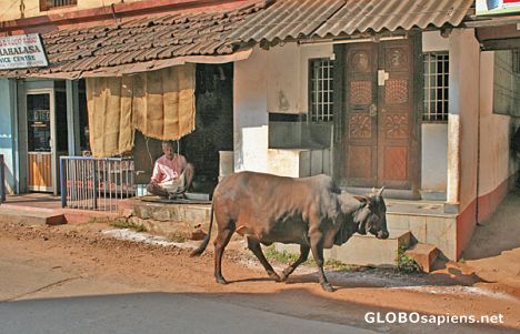 Postcard wandering cow; one of the sights