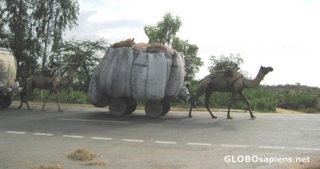 Postcard Camel cart with a very full load!