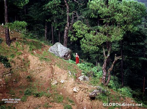 Postcard meditation in the forest