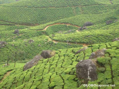 Postcard Tea Gardens in Munnar