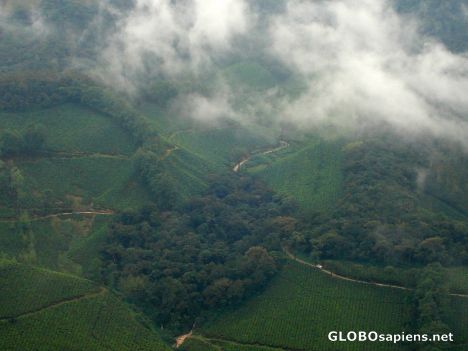 Postcard Tea Gardens covered in mist