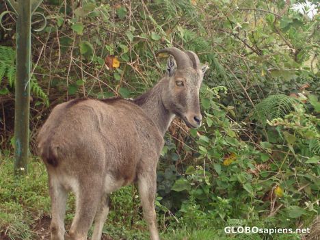 Postcard Close encounter with Nilgiri Tahr
