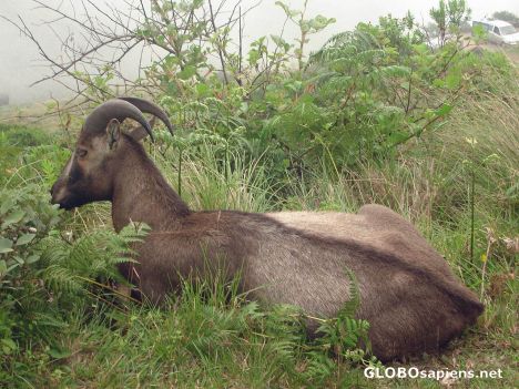 Postcard Nilgiri Tahr