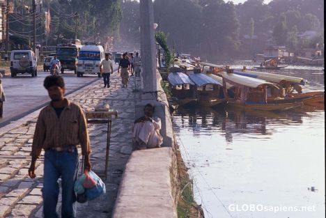 Postcard Shikara's on Dal Lake, Srinigar