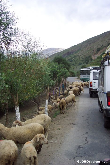 Postcard Sheep crossing