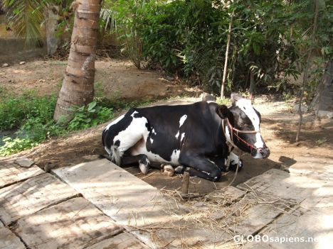 Postcard Farmhouse in India