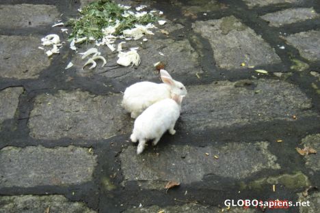 Postcard ANIMALS-5