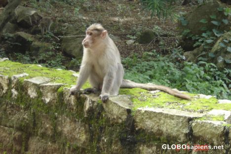 Postcard ANIMALS-10