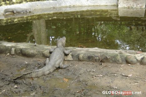Postcard ANIMALS-11