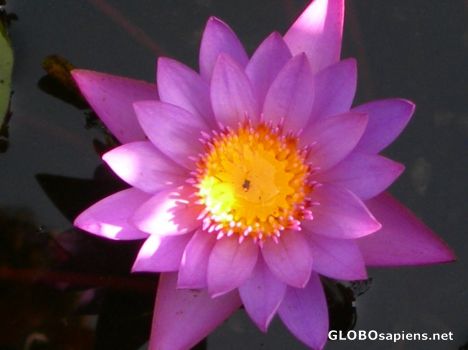 Postcard flower 2