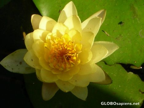 Postcard flower 3