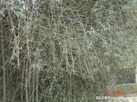 Postcard Bamboo tree bush