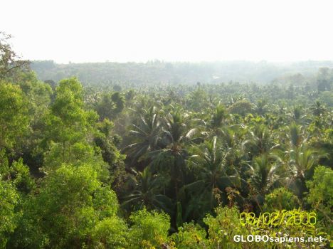 Postcard Coconut Farm 1
