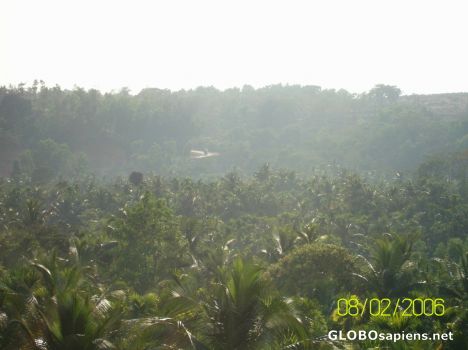 Postcard Coconut farm 2