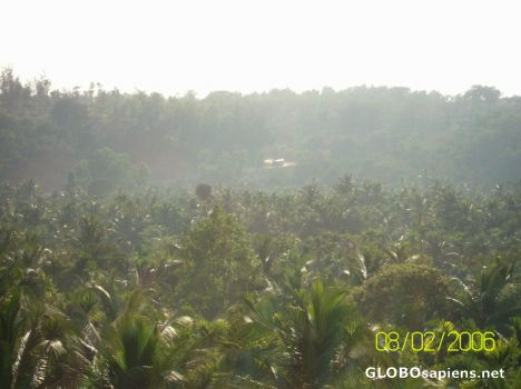 Postcard Coconut farm 3