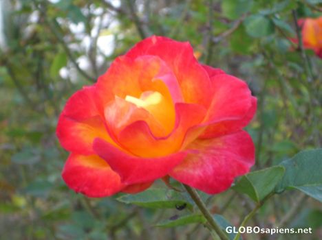 Postcard flower 1
