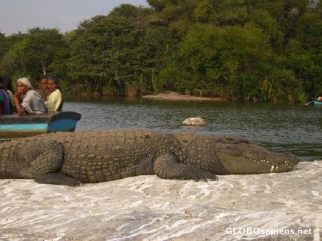 Postcard Lake at ranganathitu - Crocodile