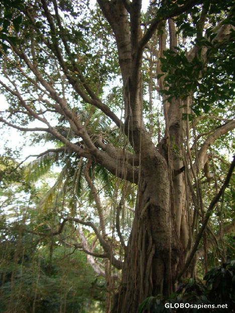 Postcard Some of these trees are over a few hundred yrs old
