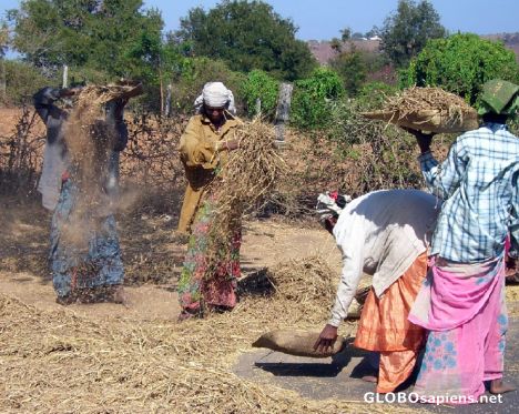 Postcard Women folk cleaning harvested rice