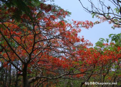 Postcard Gulmohur - these trees are very common along roads