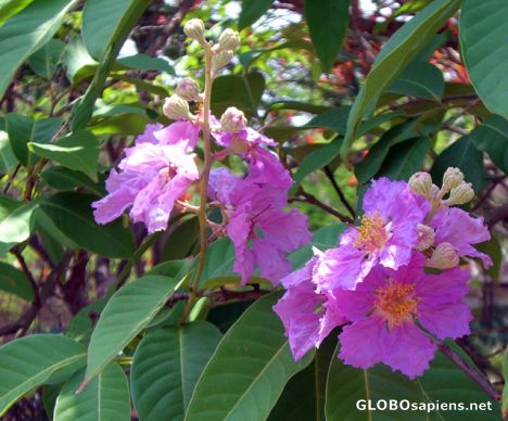 Postcard purple tabebuia