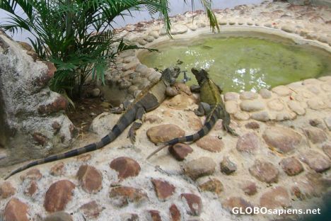 Postcard More lizards from the Park