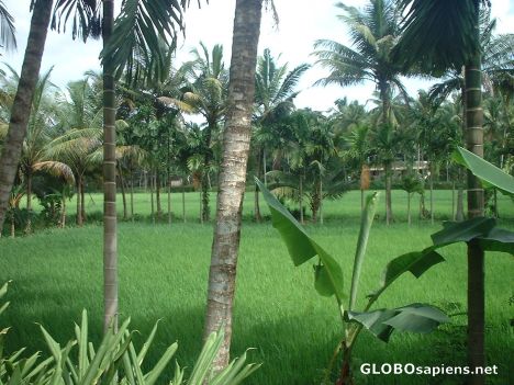 Postcard Kerala countryside near Kochi