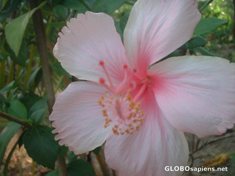 Postcard Beauty of Kerala Flowers 2