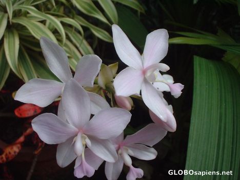 Postcard Beauty of Kerala Flowers 6